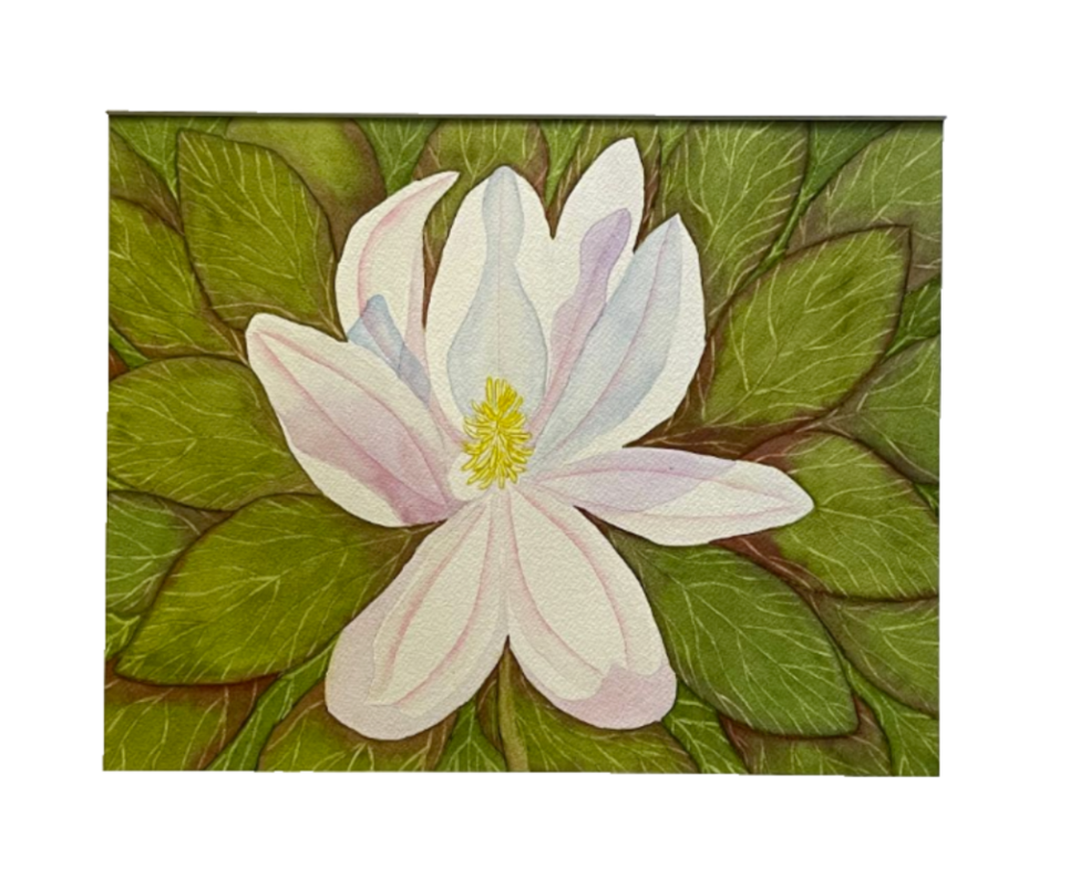 Painting Watercolor Flower Magnolia White Pink Art