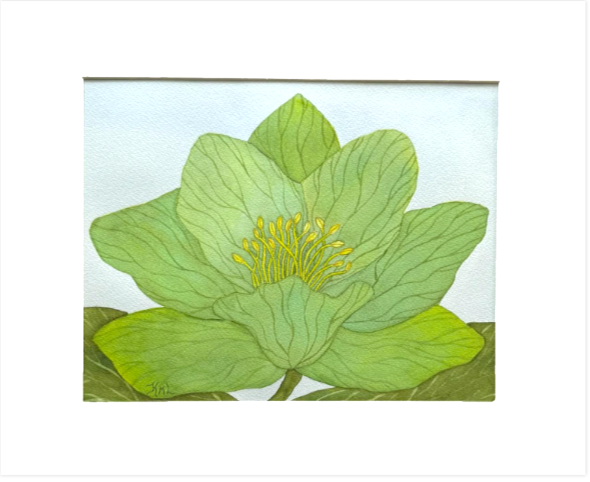 Painting Watercolor Flower Hellebore Green Floral