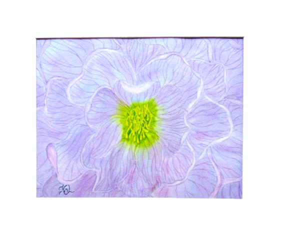 Painting Watercolor Flower Hellebore Lavender Blue