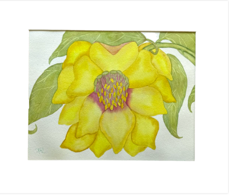 Hellebore Flower Yellow Maroon Watercolor Painting