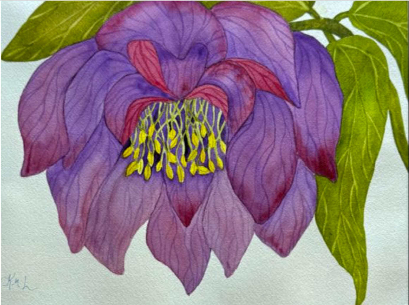 Painting Watercolor Flower Hellebore Purple Maroon