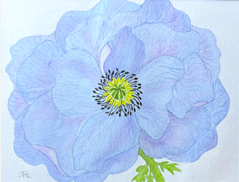 Painting Watercolor Flower Poppy Blue Purple
