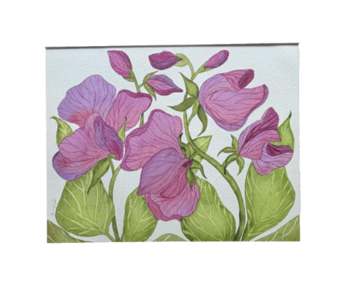 PAINTING WATERCOLOR FLOWER SWEET PEA VIOLET PURPLE