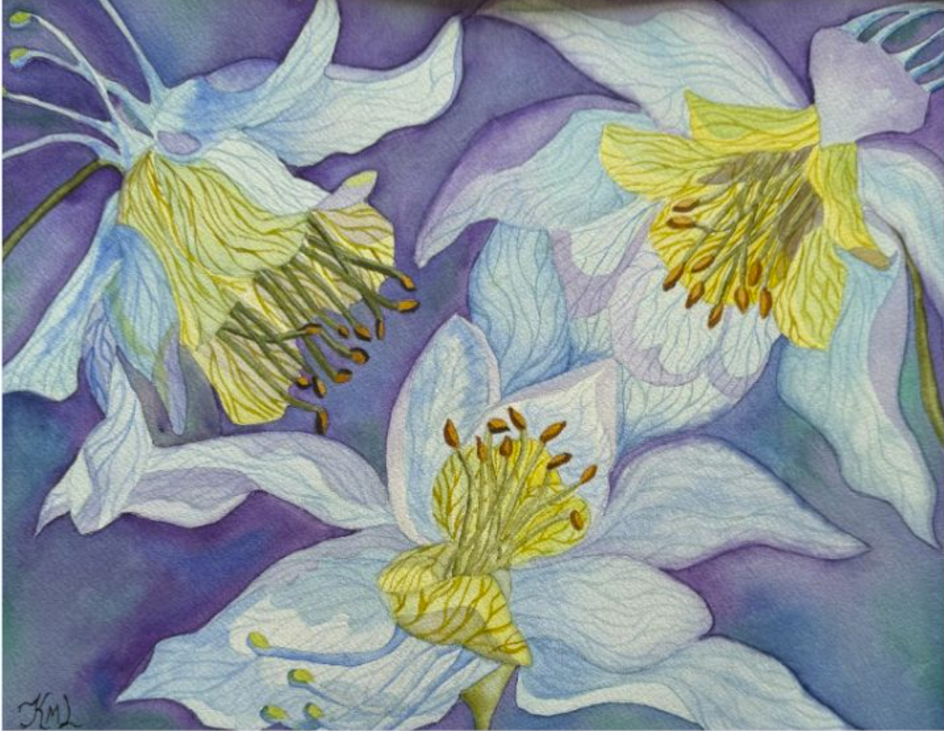 Painting Watercolor Flowers Columbine Blue Purple