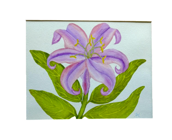 Painting Watercolor Flower Lily Lavender Pink