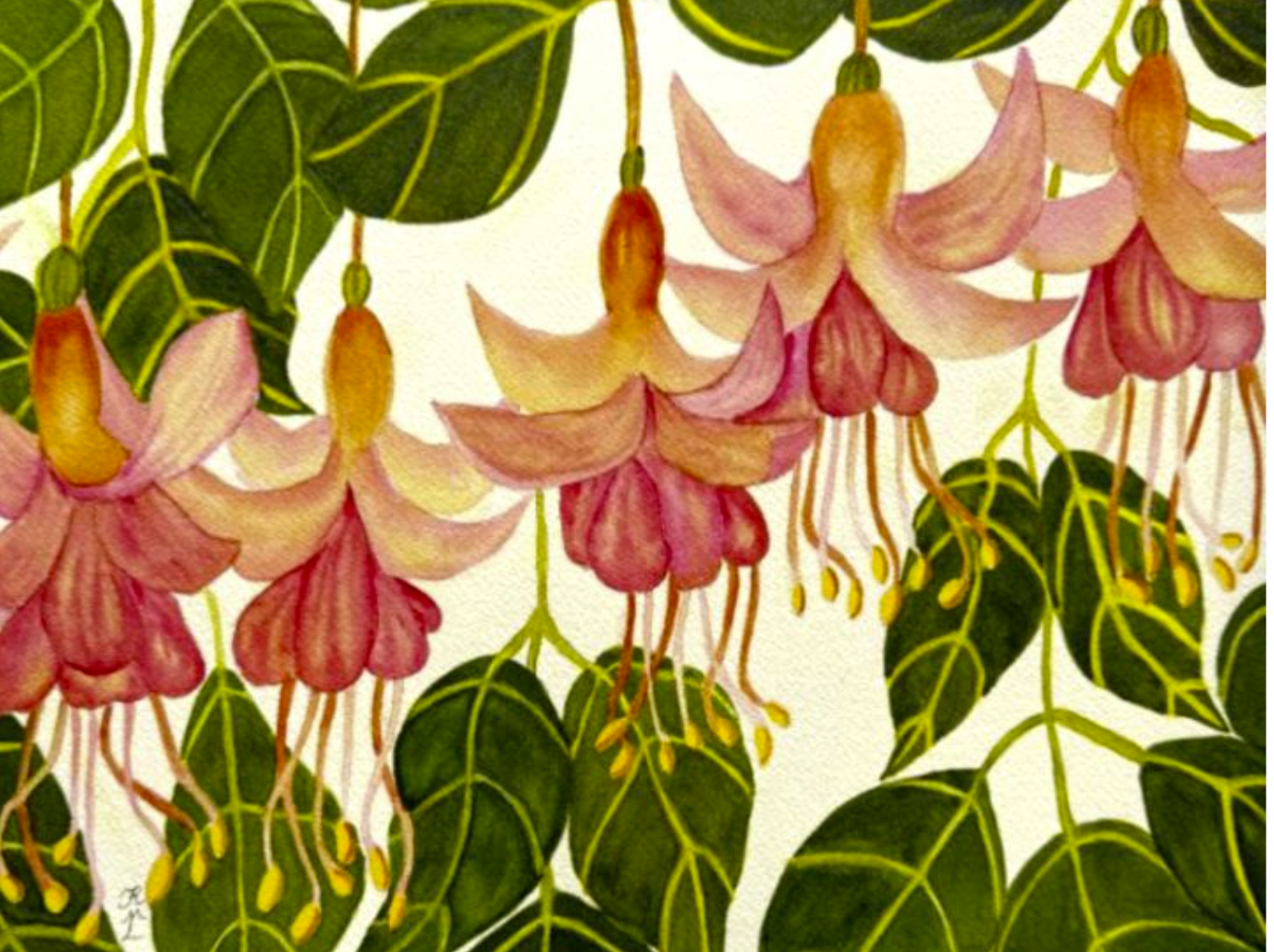 Painting Watercolor Flower Fuchsia Pink Orange Art