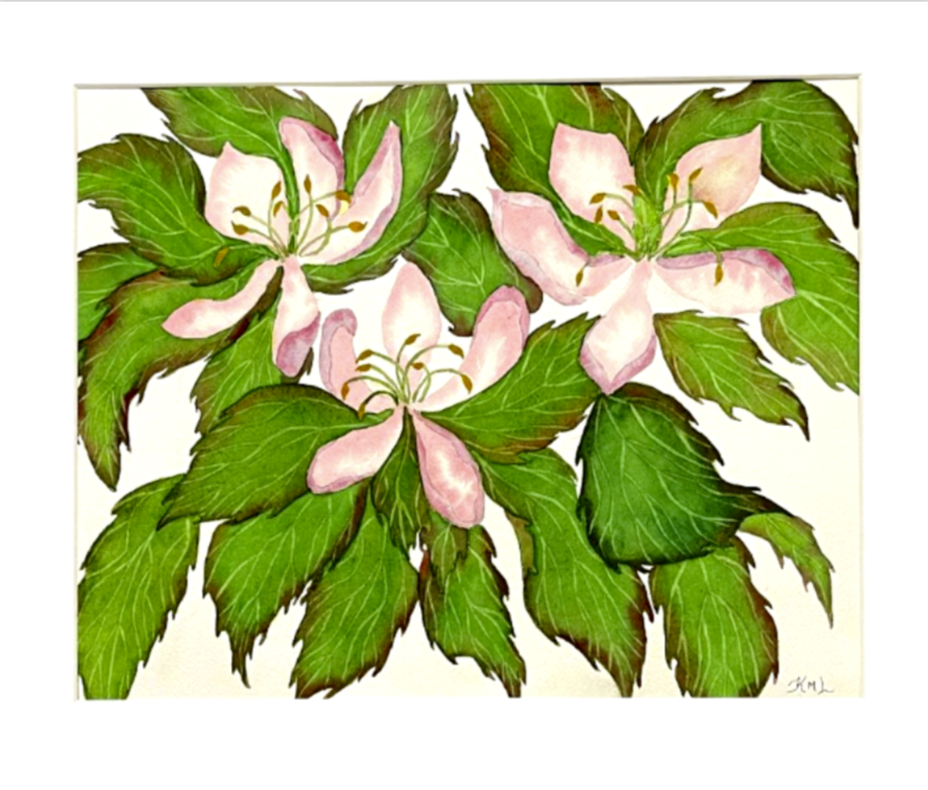 Painting Watercolor Flower Cherry Blossom Pink Art