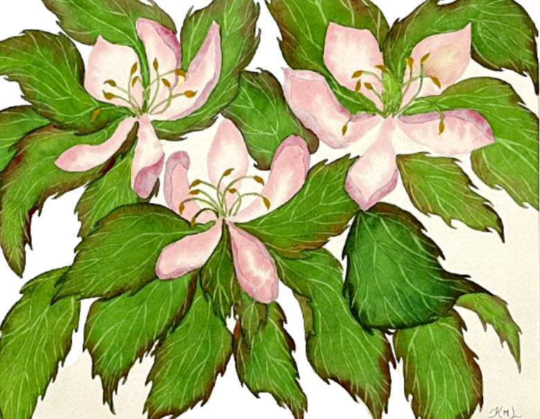Painting Watercolor Flower Cherry Blossom Pink Art